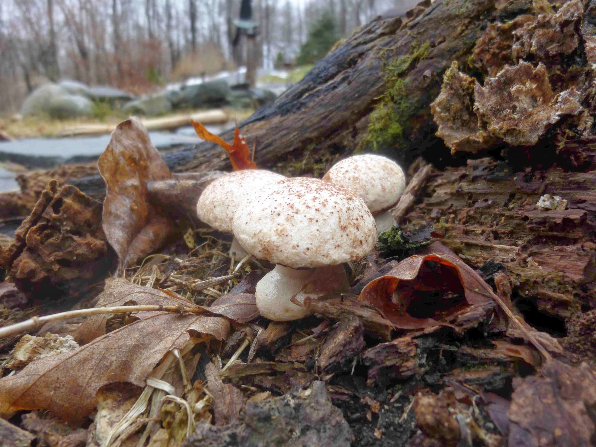 Meringue Mushrooms