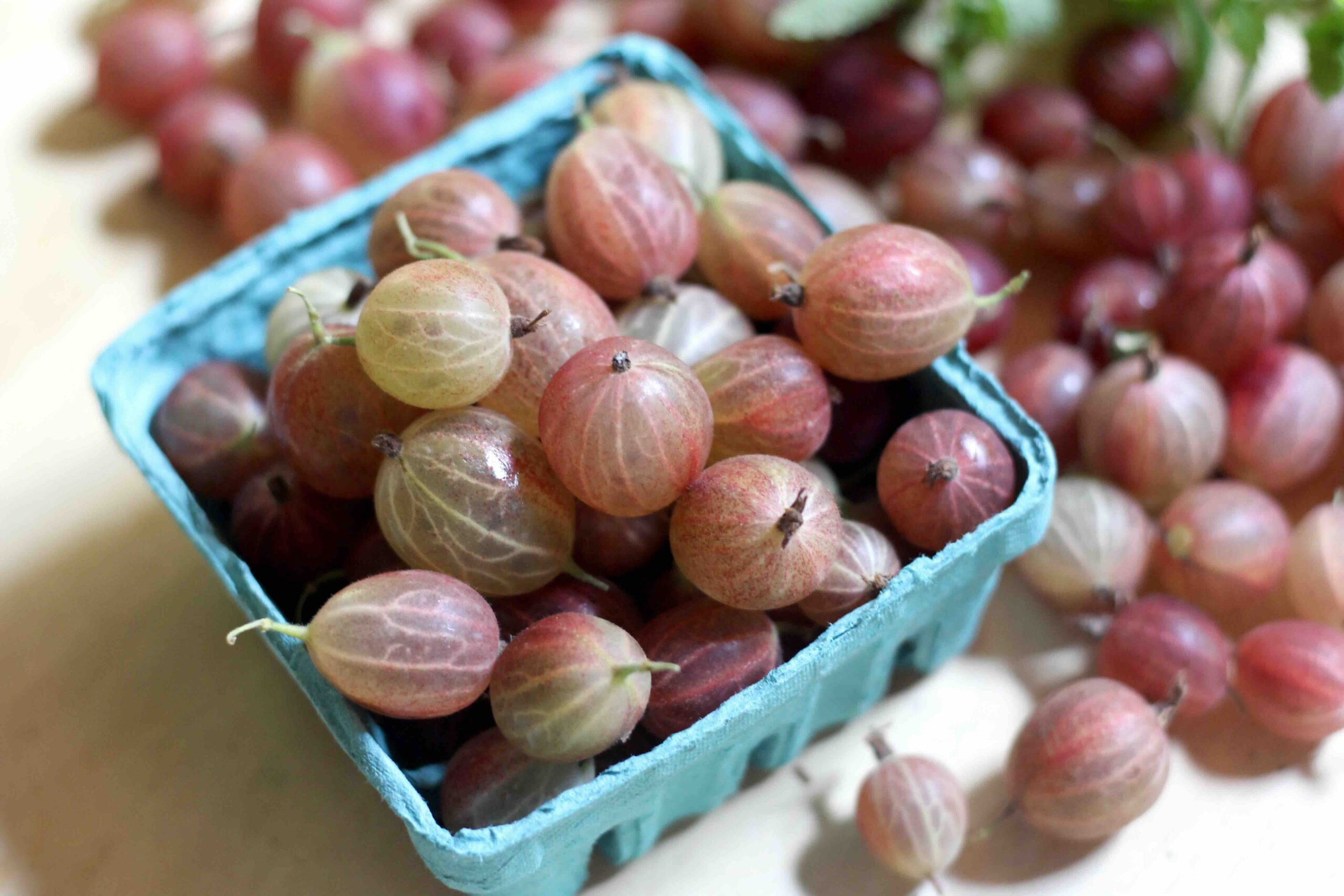 Red gooseberries