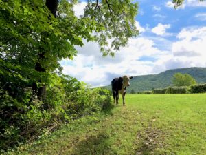 Bull Calf Mitchellsville Gorge Hike