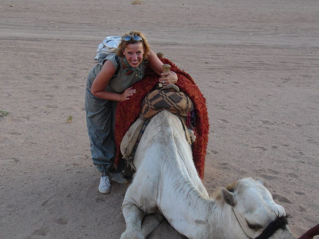 Camel in Sharm el-Sheikh