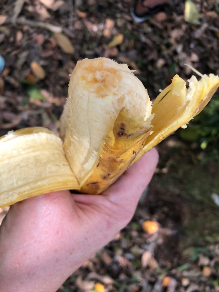 Fresh banana Belize
