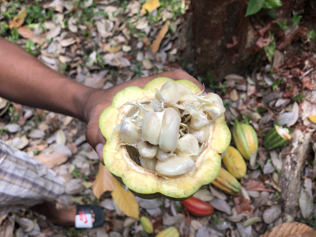 Fresh Cacao Belize
