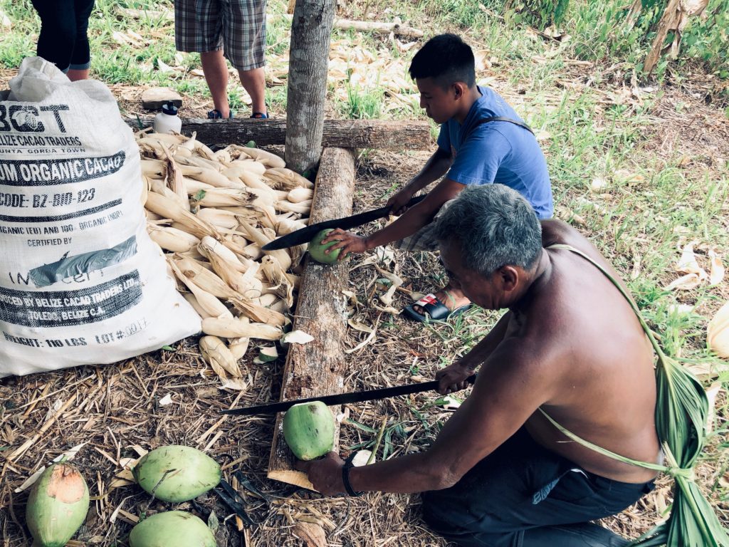 Fresh coconut water Belize