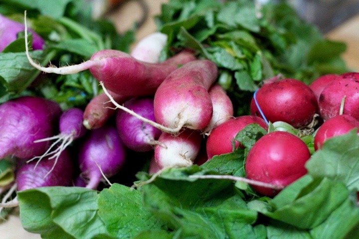 Purple, Red & French Radishes