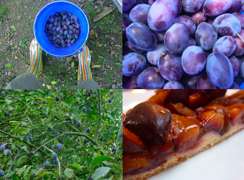 Purple Prune Plum Harvest
