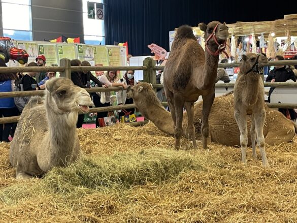 9 top paris stops - Salon International de l'Agriculture Paris 