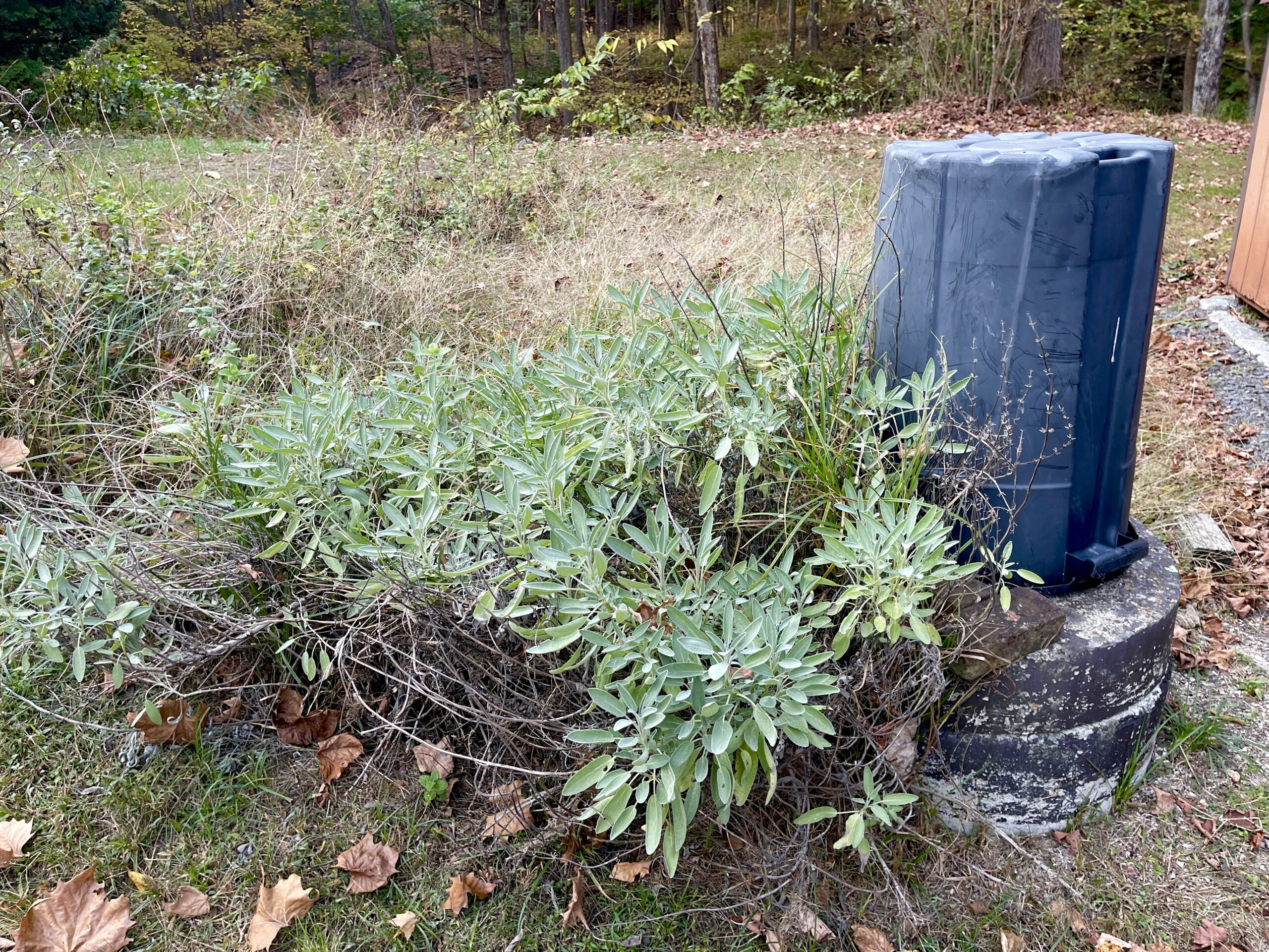 Sage Plant