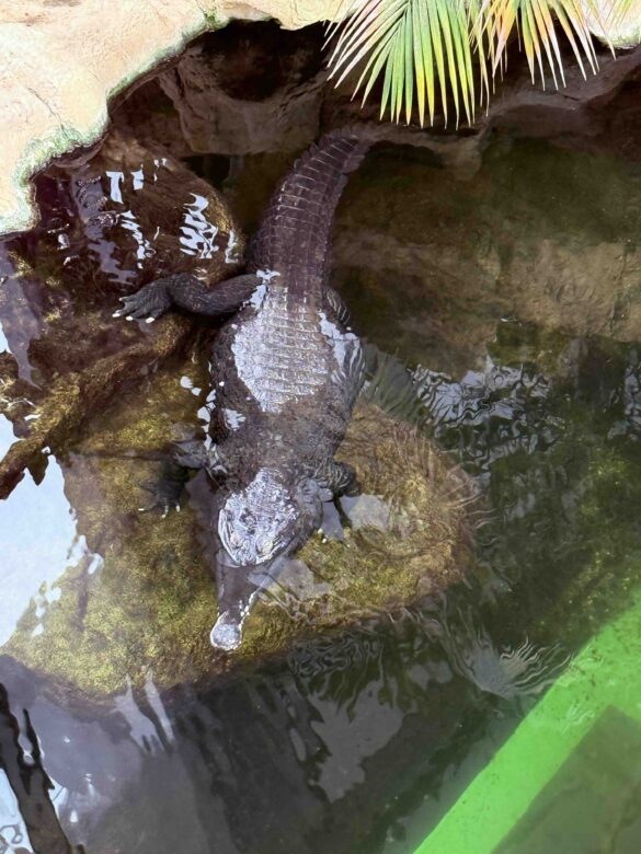 Vienna's Treasures - Haus des Meeres