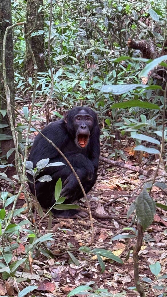 Chimpanzee Mountain Gorilla Trekking Tips & info