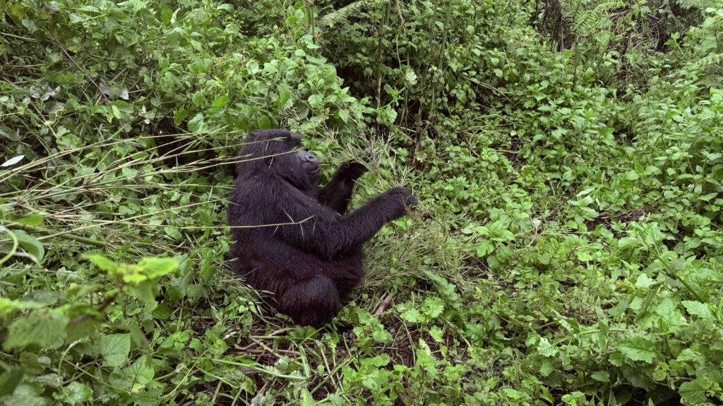 Mountain Gorilla Trekking Tips & Info