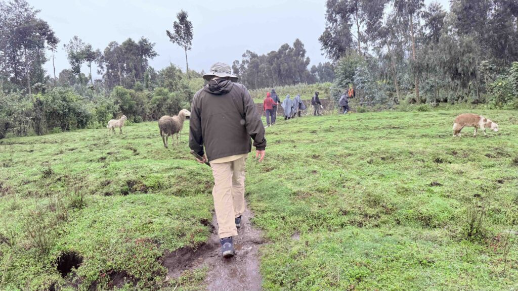 Mountain Gorilla Trekking Tips & Info