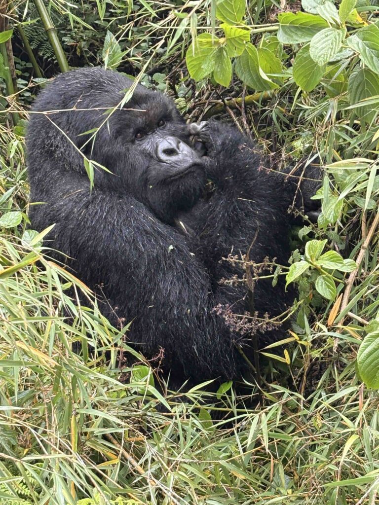 Mountain Gorilla Trekking Tips & info