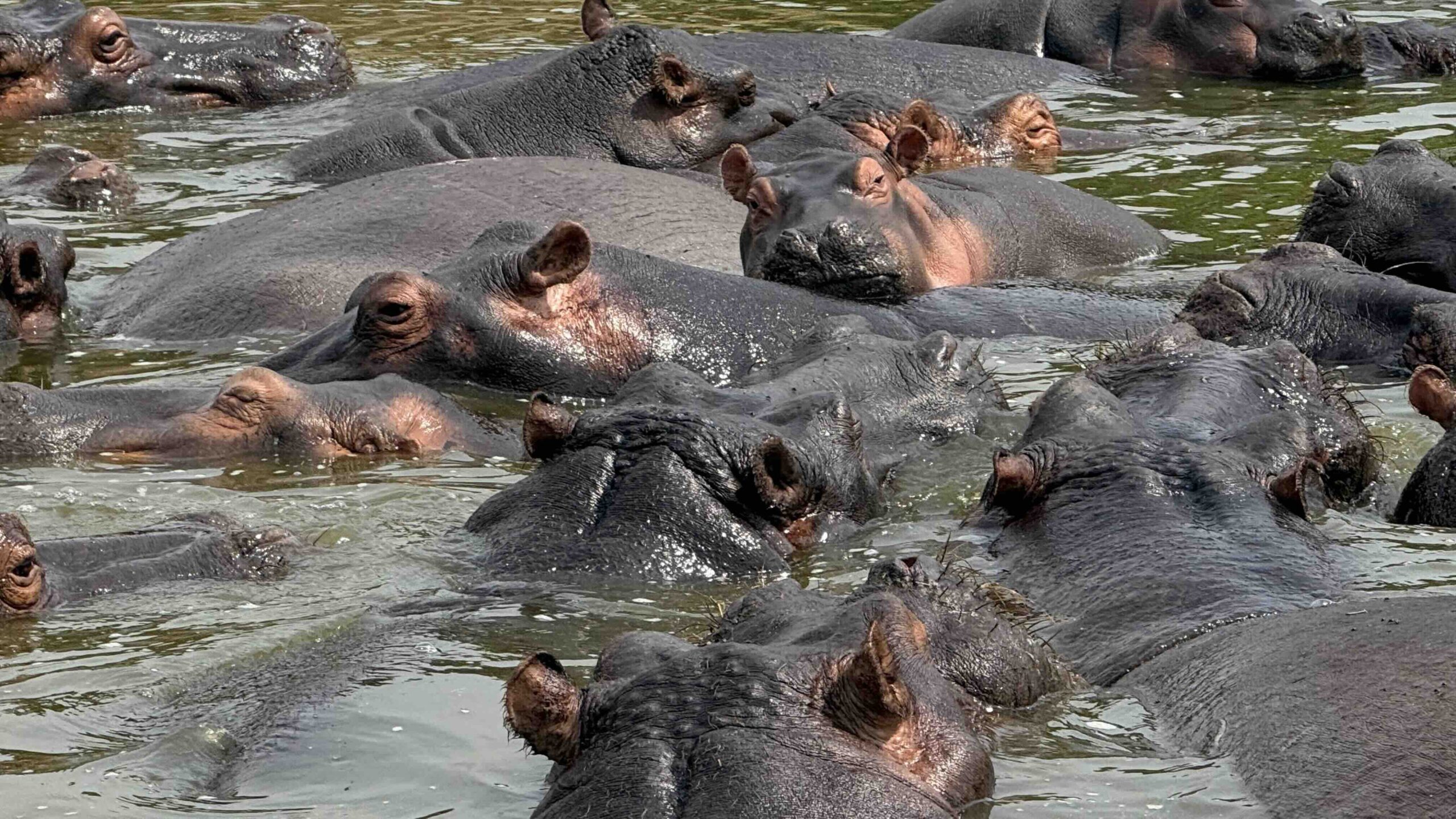 Hippos Hippos