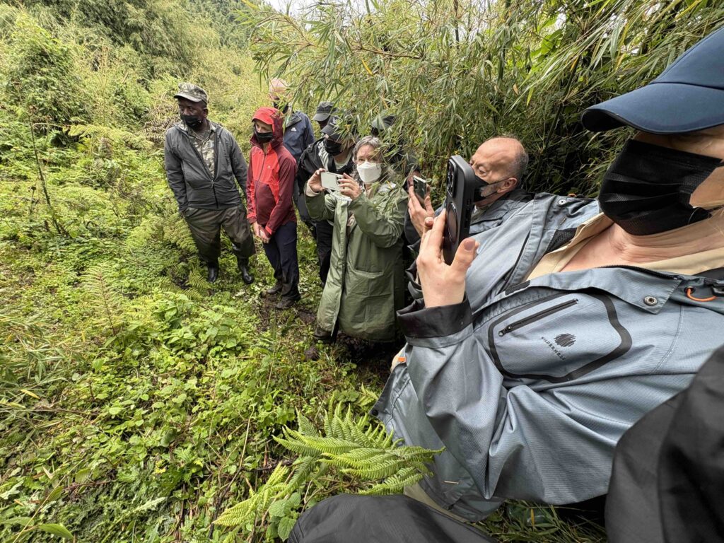 Mountain Gorilla Trekking Tips & info