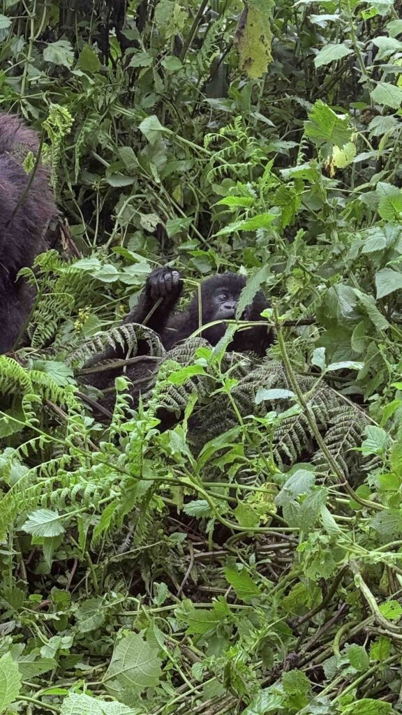 Mountain Gorilla Trekking Tips & Info
