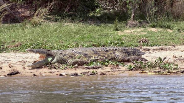 Nile-Crocodile Mountain Gorilla Trekking Tips & info