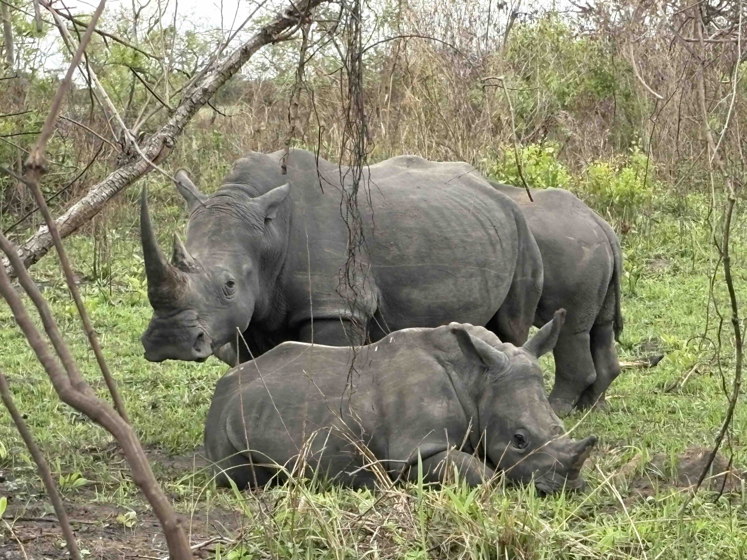 Rhinos Mountain Gorilla Trekking Tips & info