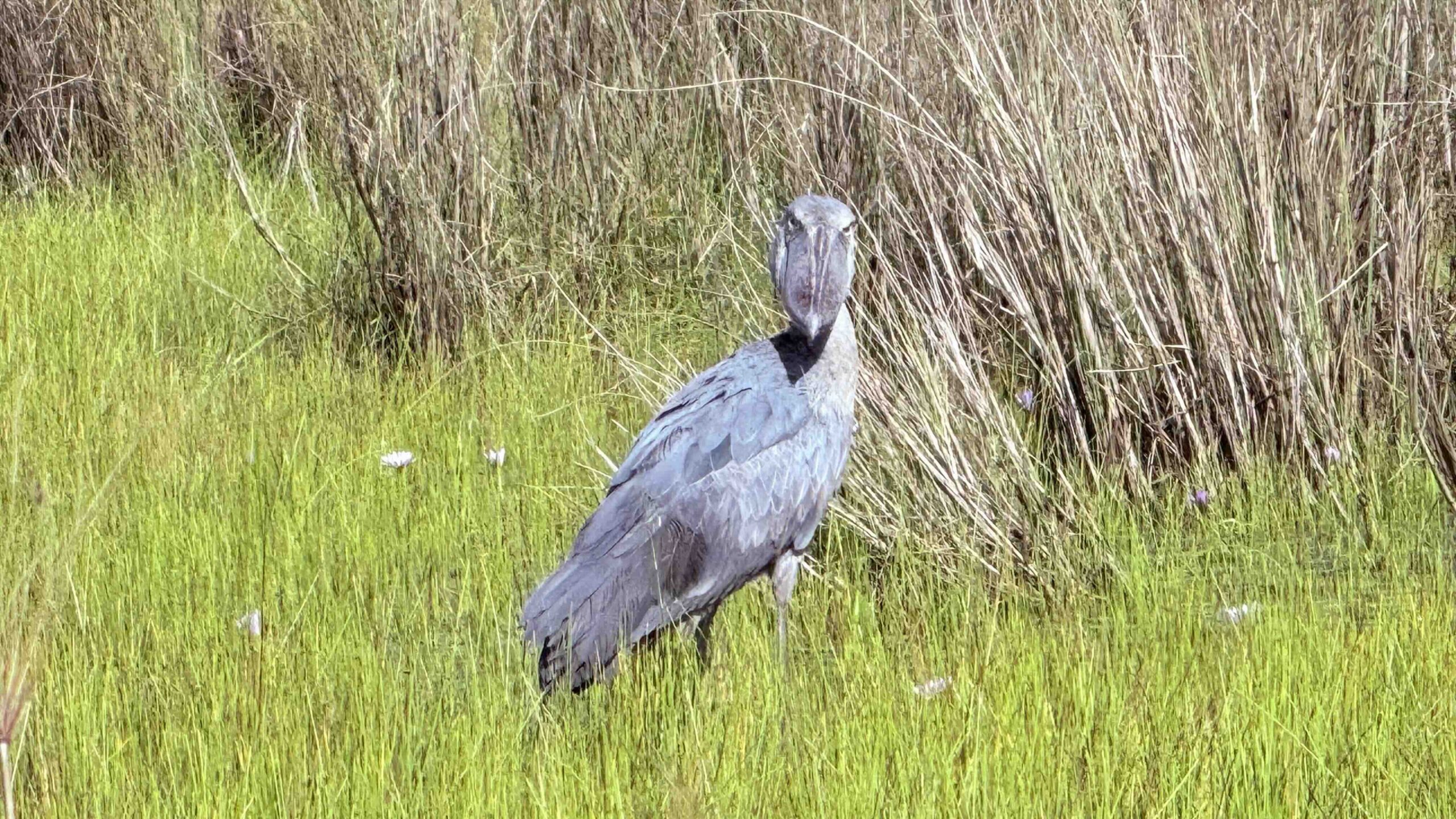 ShoeBill-Bird Mountain Gorilla Trekking Tips & info